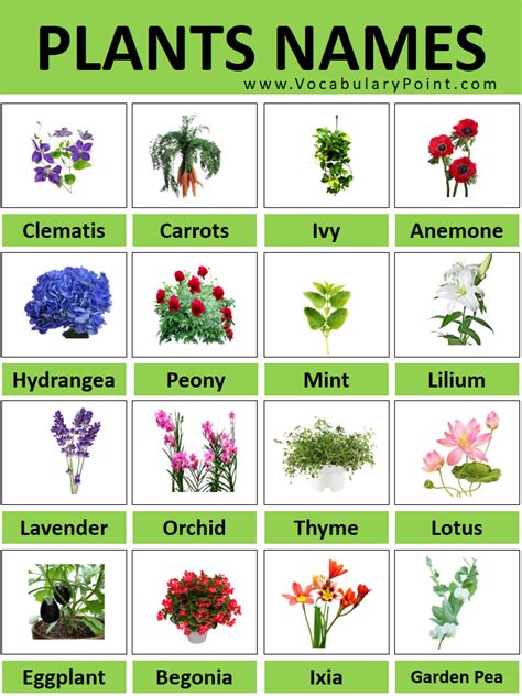 a to z variety photos|plant names a to z.